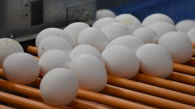 'Karantina' yumurta tüketimini artırdı