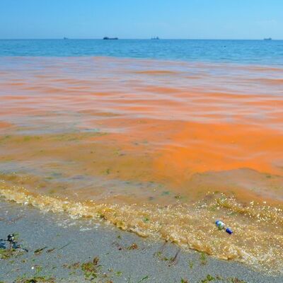 Aşırı artış var! Marmara için tehlike!