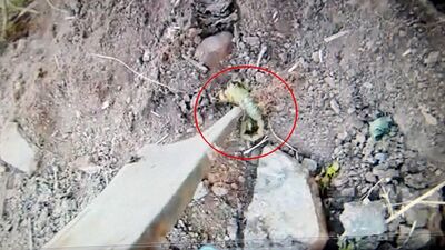 Nazilli'de zehirli akrep görüldü