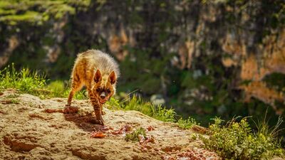 'Kırmızı listede' yer alıyor... Ülkemizde görüntülendi