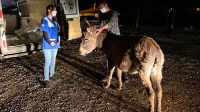 Sosyal medyada gündem oldu! O eşek kurtarıldı!