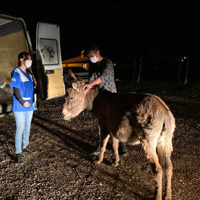 Sosyal medyada gündem oldu! O eşek kurtarıldı!