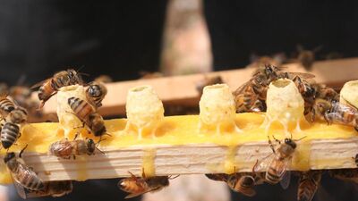 İşte arı sütünün faydaları