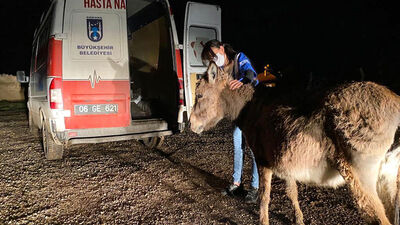 Sıpaya saldırıda yeni detay! "Kurtarmaya çalıştım"