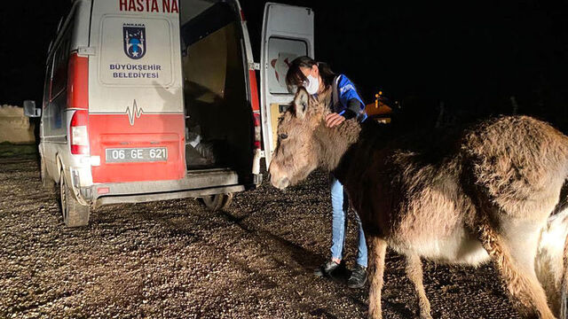 Sıpaya saldırıda yeni detay! "Kurtarmaya çalıştım"