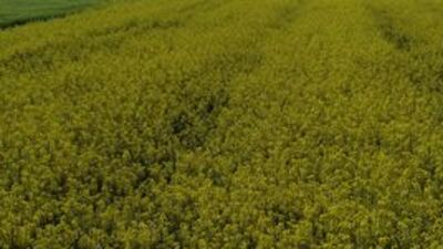 Bozkır çiftçisinin yüzü güldü