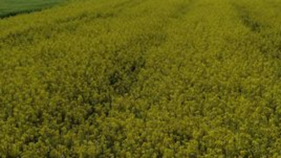 Bozkır çiftçisinin yüzü güldü