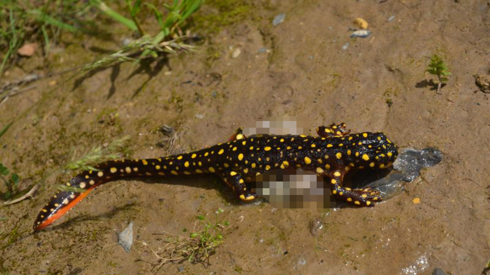 Böyle bulundular! Korkutan ölümler!