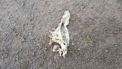 Süphan Gölü'nde şüphelendiren ölümler!