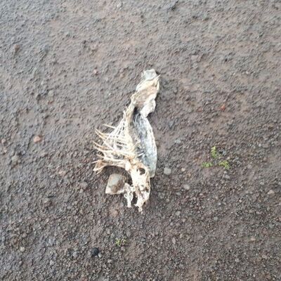 Süphan Gölü'nde şüphelendiren ölümler!