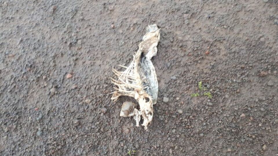 Süphan Gölü'nde şüphelendiren ölümler!