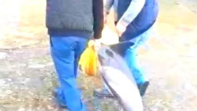 Kıyıya vuran yaralı yunusu kurtarma çabası!