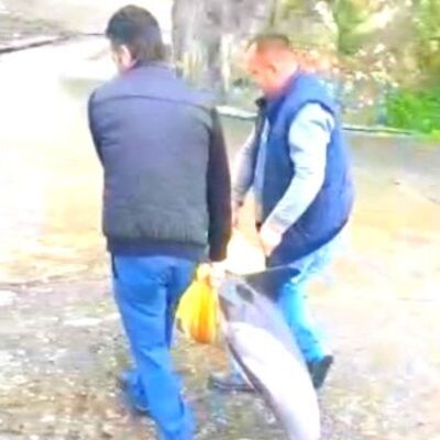 Kıyıya vuran yaralı yunusu kurtarma çabası!