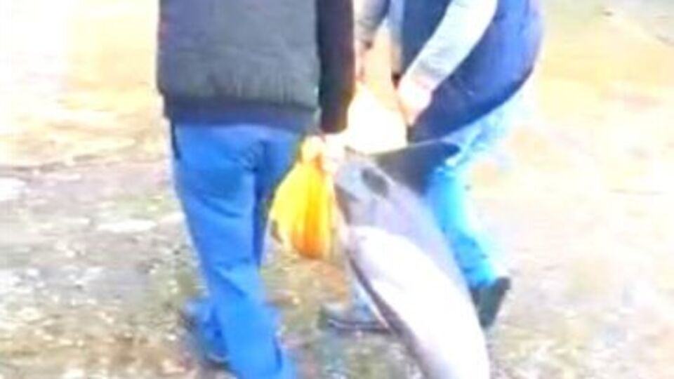 Kıyıya vuran yaralı yunusu kurtarma çabası!