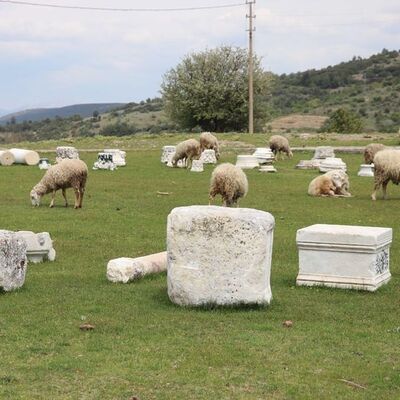 Antik kente koyun sürüsü daldı!