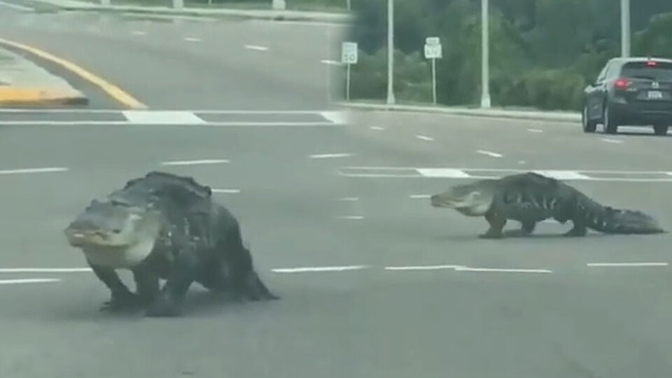 Dev timsah caddeye böyle daldı