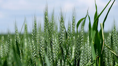 Yurtdışından alıcılar çiftçiye doğrudan ulaşacak