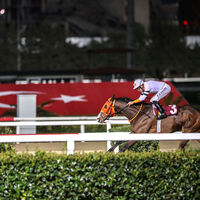 TJK, at yarışlarının devamını bekliyor