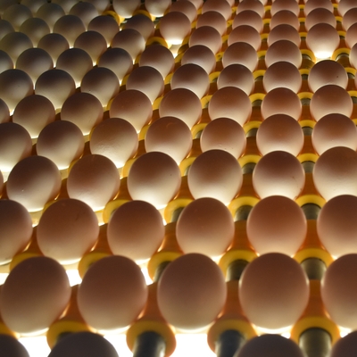 Talebe yetişemiyorlar! Haftalık 1 milyon sipariş