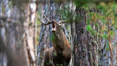 1966'da 7 tane kalmışlardı... Sevindiren gelişme