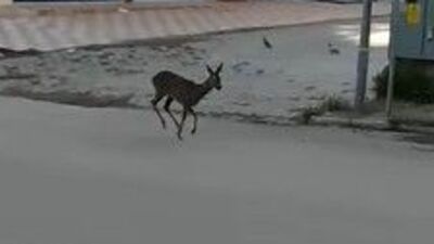 Yavru ceylan şehir merkezine indi!