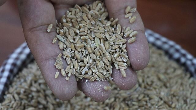 Yerel tohumlar devlet korumasında