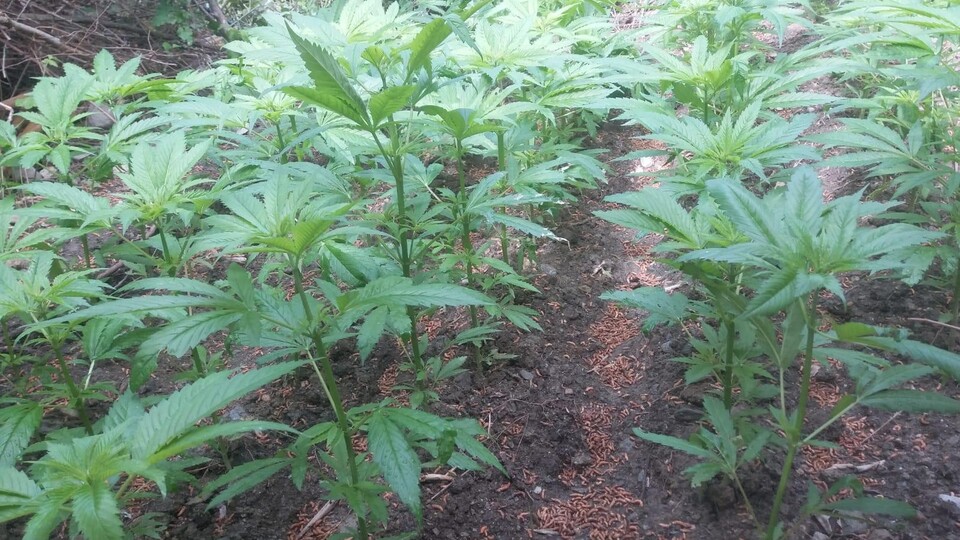 Ormanda yetiştirilen kenevirler imha edildi