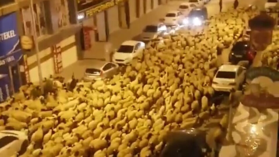 O kentin merkezinde inanılmaz görüntü!