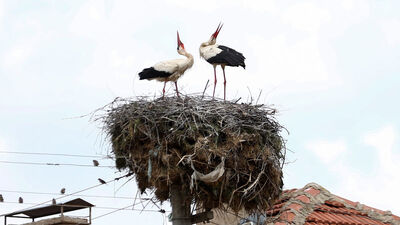 Gedikli köyünün Leyla ile Mecnun'u