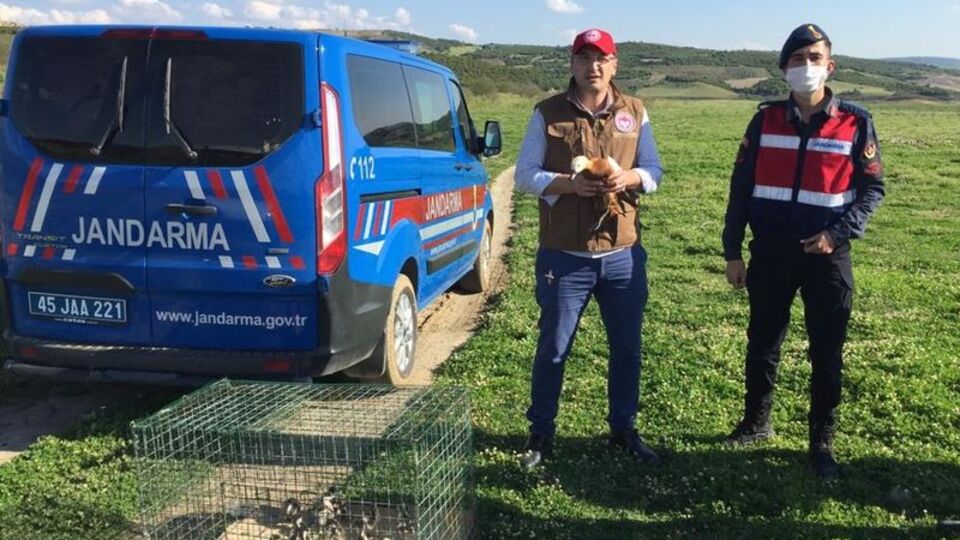 Jandarma angutları kurtarıp doğaya bıraktı!