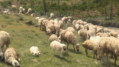 Mera-yayla kiralamaları ihalesi ertelendi