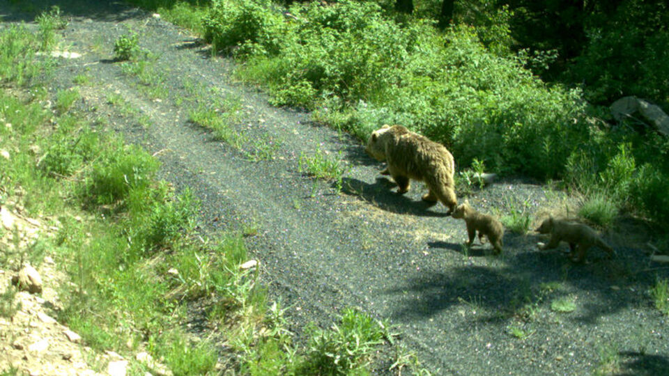 Uydu vericileriyle takip ediliyor
