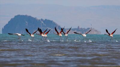 Doğa Derneği'nden karantina tavsiyesi