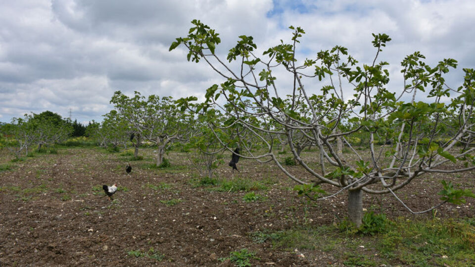 Korkunç! Tüfekle vurup ağaca astılar