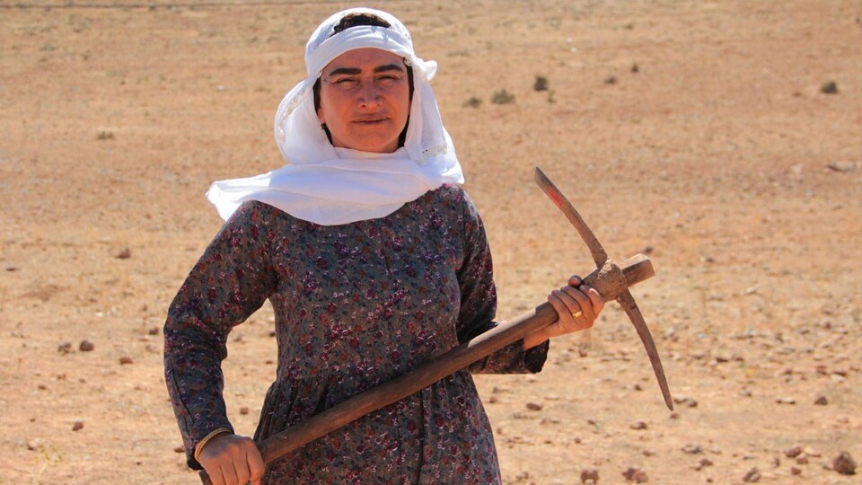 Hükümet gibi kadın