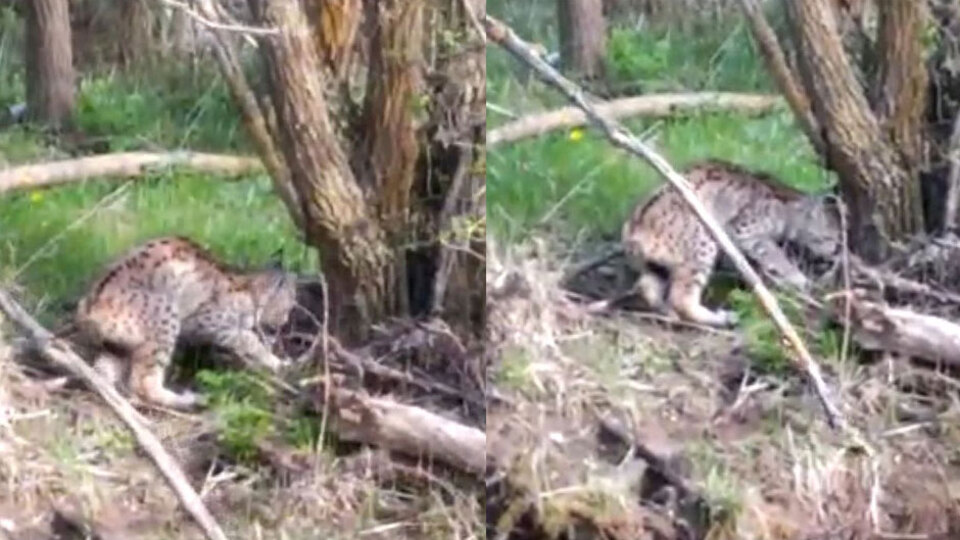 Traktörle gezerken fark etti