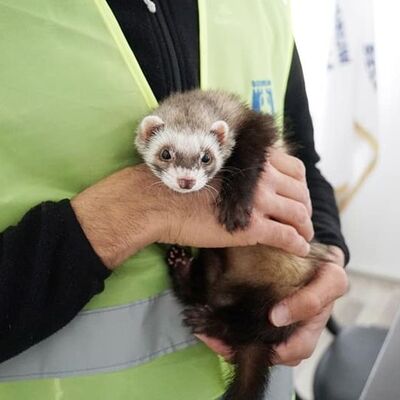 İlgi odağı oldu! Bodrum'da bulundu!