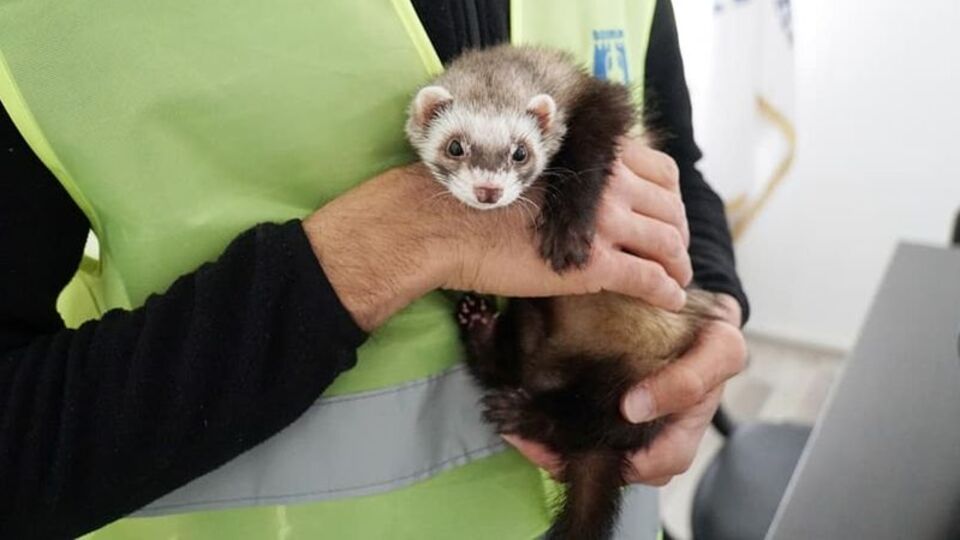 İlgi odağı oldu! Bodrum'da bulundu!