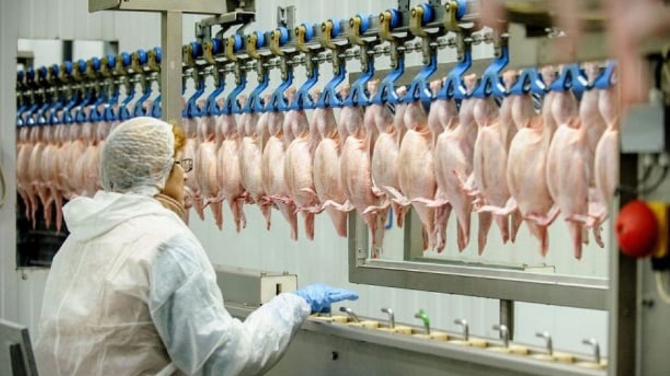 Tavuk eti üretimi yüzde 10,9 arttı
