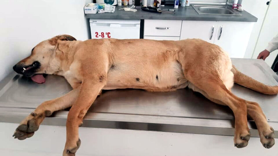 Zehirli katliam! 2'si yavru 4 can