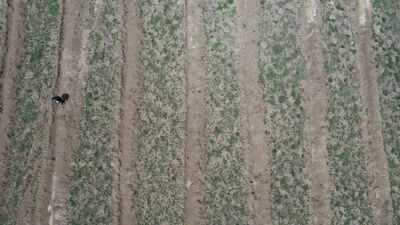 Rekor fidanlarından sevindiren haber!