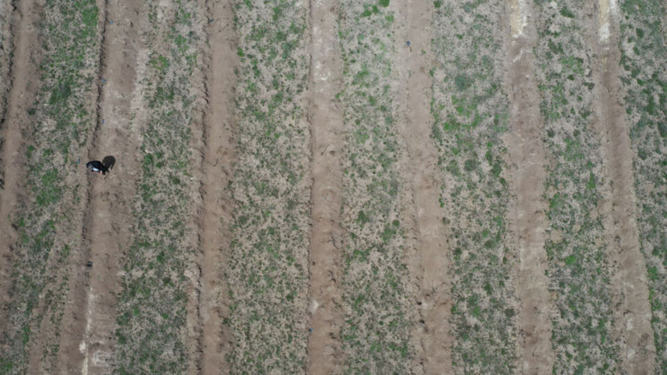 Rekor fidanlarından sevindiren haber!