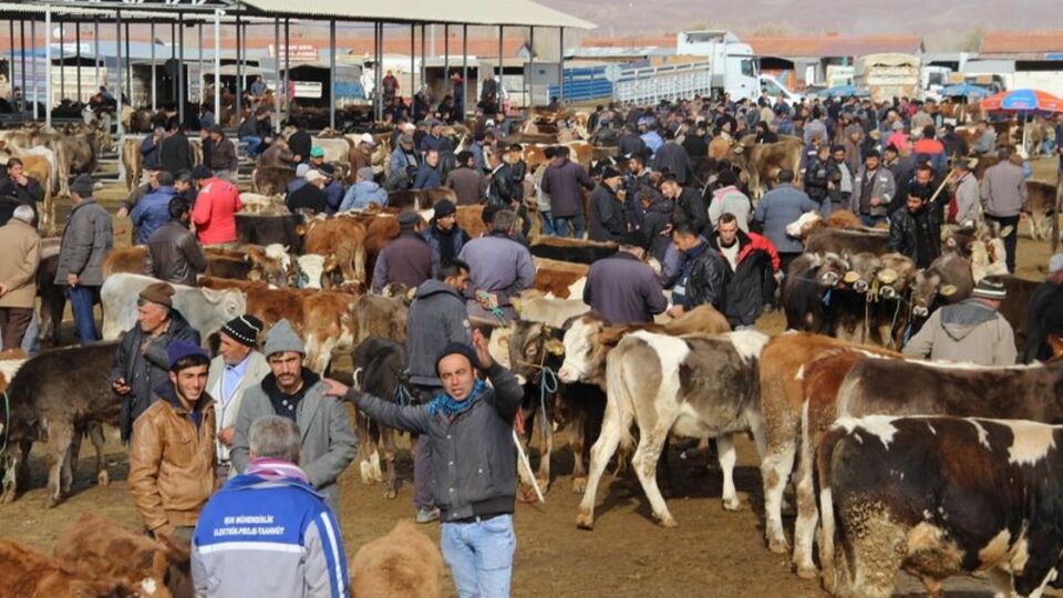 Şap hastalığı nedir?