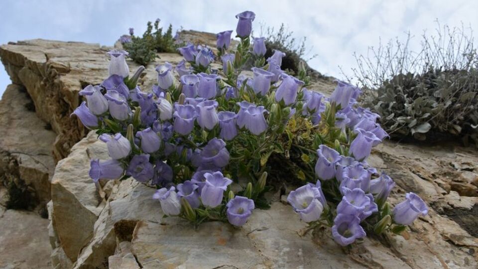 Sadece Türkiye'de yaşıyor! Koparan yandı