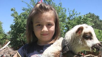 Parka gitmek yerine kuzusuyla koştu!