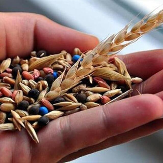 Salgın sonrası için milli tohum önerisi