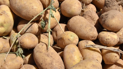 Patates ithalatına gözetim