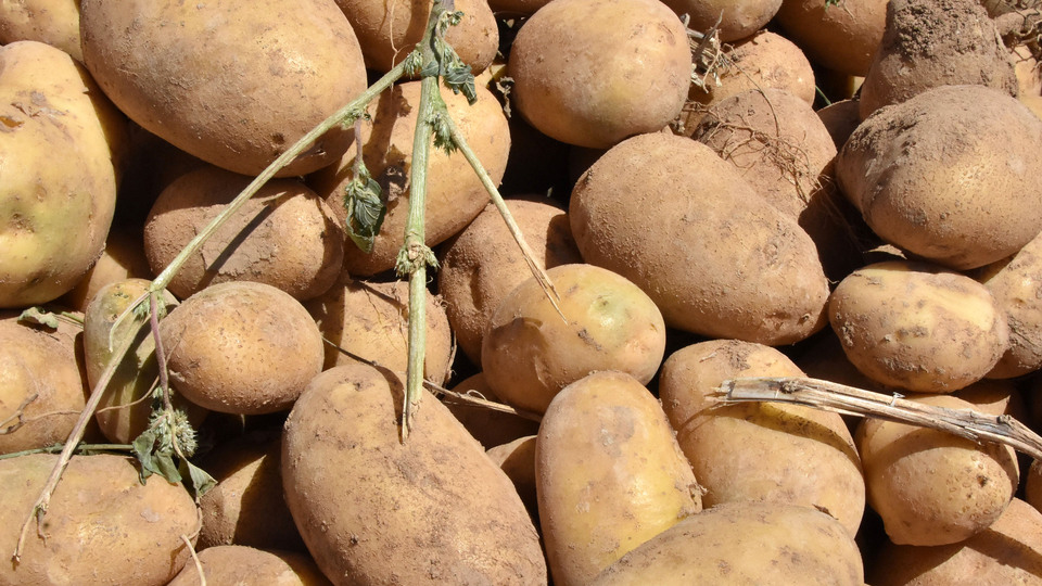Patates ithalatına gözetim
