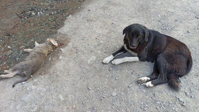 Annenin acı bekleyişi! Ayrılmadı