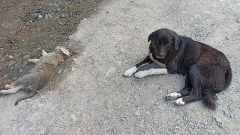 Annenin acı bekleyişi! Ayrılmadı